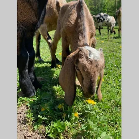 Abbaye Notre-dame Du Vivier - Le Bief Du Vivier * Намюр