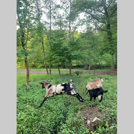Abbaye Notre-dame Du Vivier - Le Bief Du Vivier