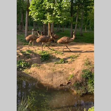 Abbaye Notre-dame Du Vivier - Le Bief Du Vivier *